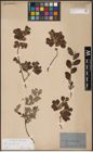 Foto von Salix aurita L.